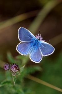 Close-up of butterfly on blue flower