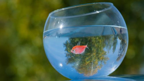 Close-up of wineglass