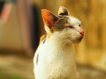 Close-up of a cat