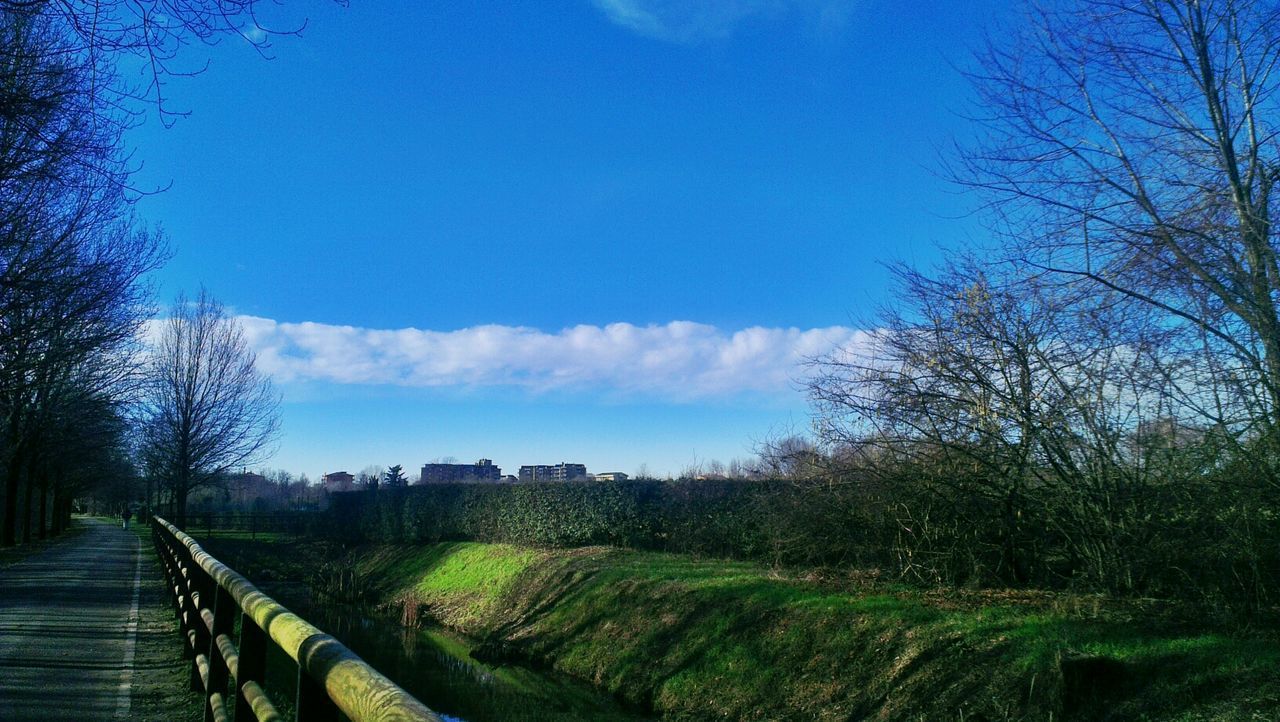 SCENIC VIEW OF BLUE SKY AND TREES AGAINST CLEAR BACKGROUND