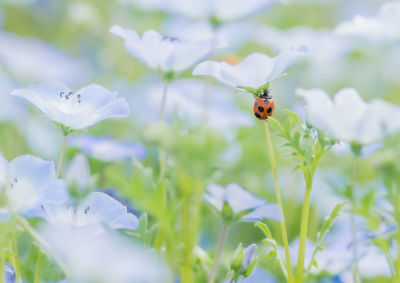 Nemophila flower and ladybird