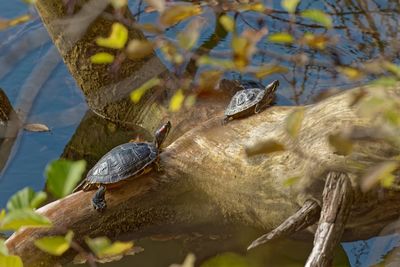 Two turtles bask in the autumn sun lizard in a lake