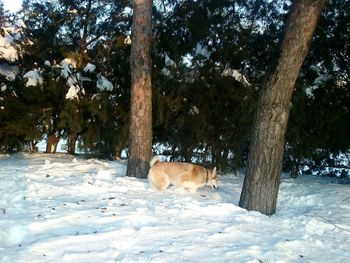 Trees on field during winter