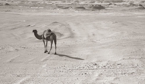 View of a camel walking on the desert