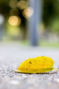 Close-up surface level of dry leaves