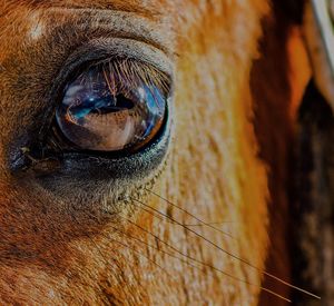 Close-up of animal eye