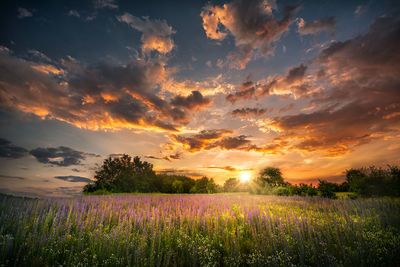 Scenic view of field against sky during sunset