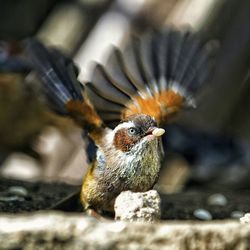 Close-up of bird carrying food in mouth
