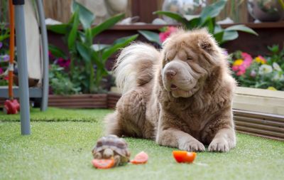 Shar-pei and turtle on grassy field