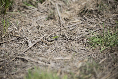 High angle view of lizard on field