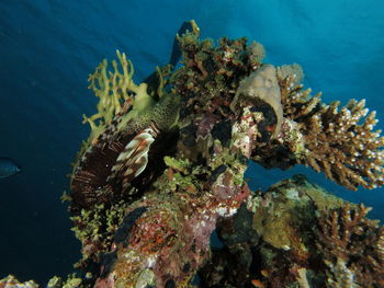 Fish swimming in sea