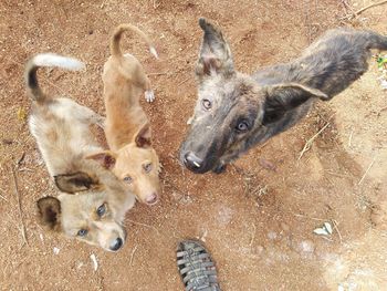 High angle view of dogs on land