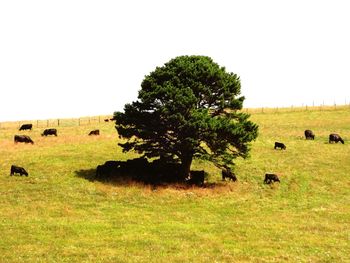 Cows grazing on field against clear sky