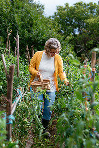 Full body female farmer in casual clothes with basket walking and checking tomato plants during harvest season