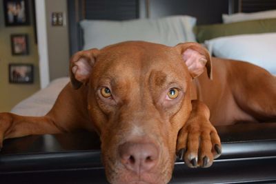 Close-up portrait of dog relaxing at home