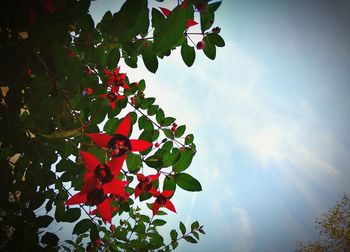 Low angle view of tree against blue sky