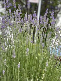 Close-up of purple flowering plants on field