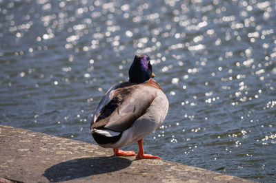 Close-up rear view of a bird against rippled water