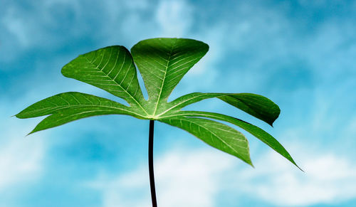 Close-up of plant leaves against sky