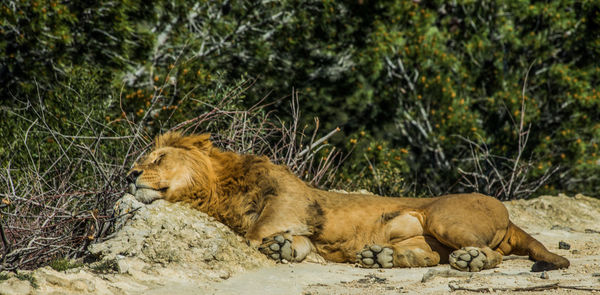 Lion sleeping at zoo