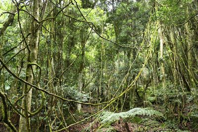 View of trees in forest