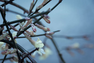 Close-up of apple blossoms in spring