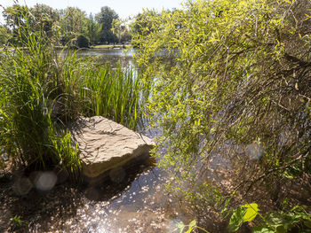 Scenic view of lake in forest