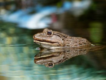 Close-up of frog on water with reflection in the pond