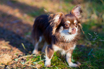 Chihuahua standing on field