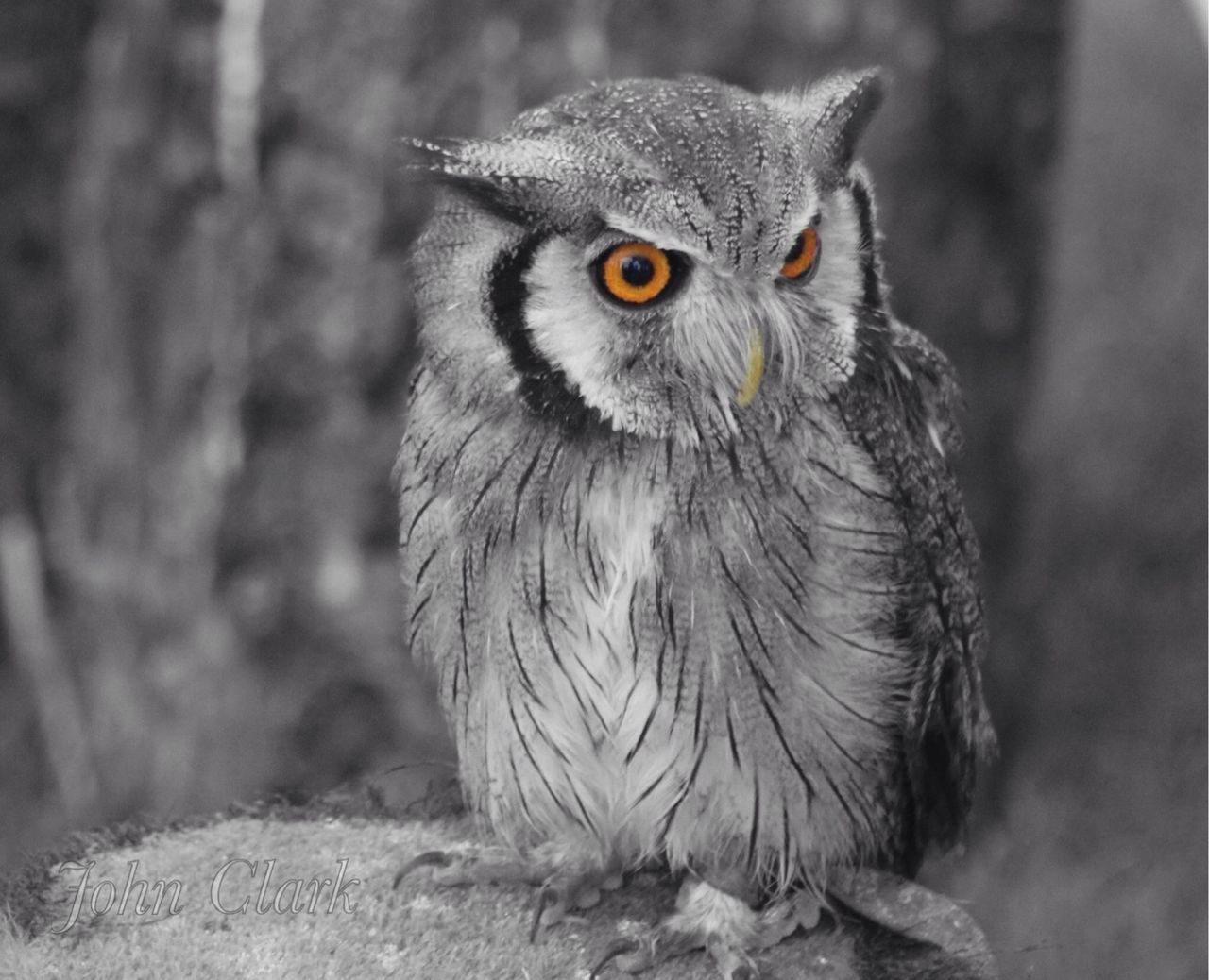 PORTRAIT OF OWL OUTDOORS