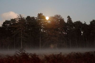 Trees in forest against clear sky