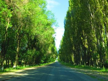 Country road along trees