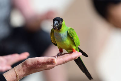 Portrait of a nanday parakeet perching in a persons hand