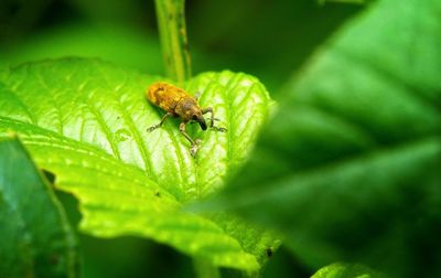 Close-up of insect on leaf