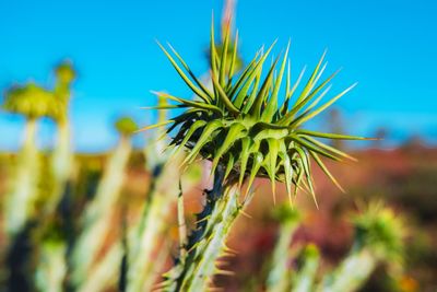 Close-up of plant growing on field