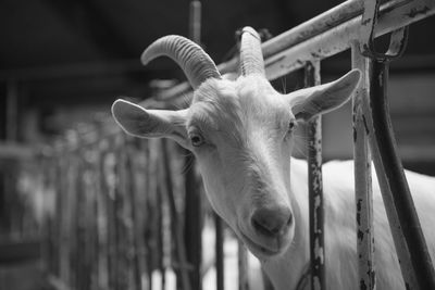 Portrait of goat looking through railing