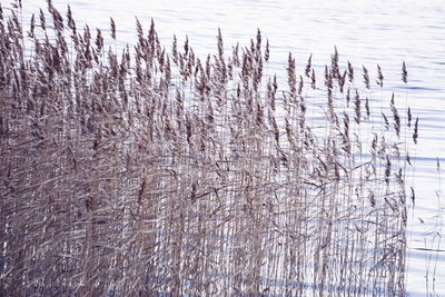 Scenic view of frozen lake