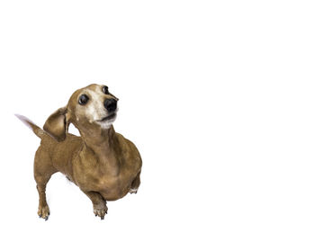 Portrait of a dog over white background