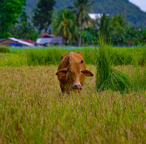 Grazzing cow on harvested rice field