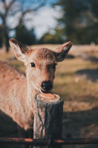 Portrait of deer