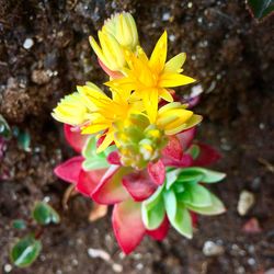 Close-up of yellow flowers blooming outdoors