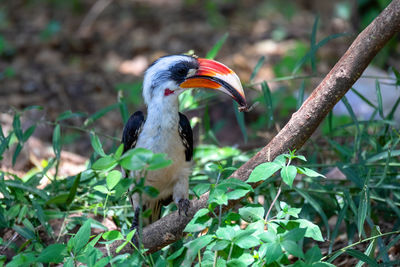 Close-up of bird perching on branch