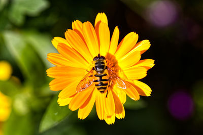 Close-up of insect on yellow flower