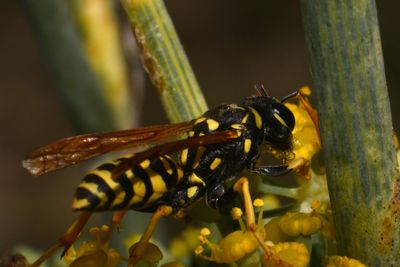 Close-up of insect on leaf