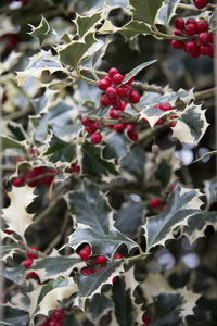 Close-up of fruits on tree