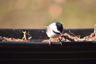 Close-up of birds perching