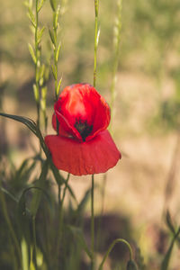 Close-up of red poppy flower on field