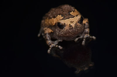 Close-up of crab over black background