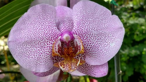 Close-up of pink flower blooming outdoors