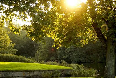 Sun shining through trees